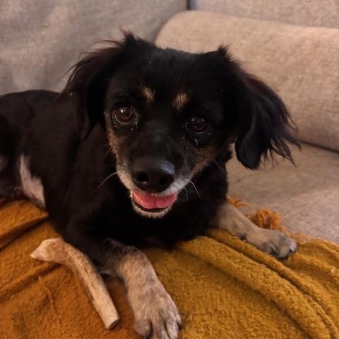 Almond, Adoptable, Adult Female Spaniel & Tibetan Spaniel.