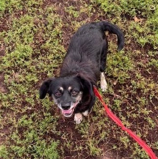 Enlarge Almond, a Adoptable mixed breed in New York, NY image 2/6