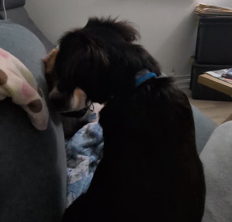 Enlarge Almond, a Adoptable mixed breed in New York, NY video 3/6
