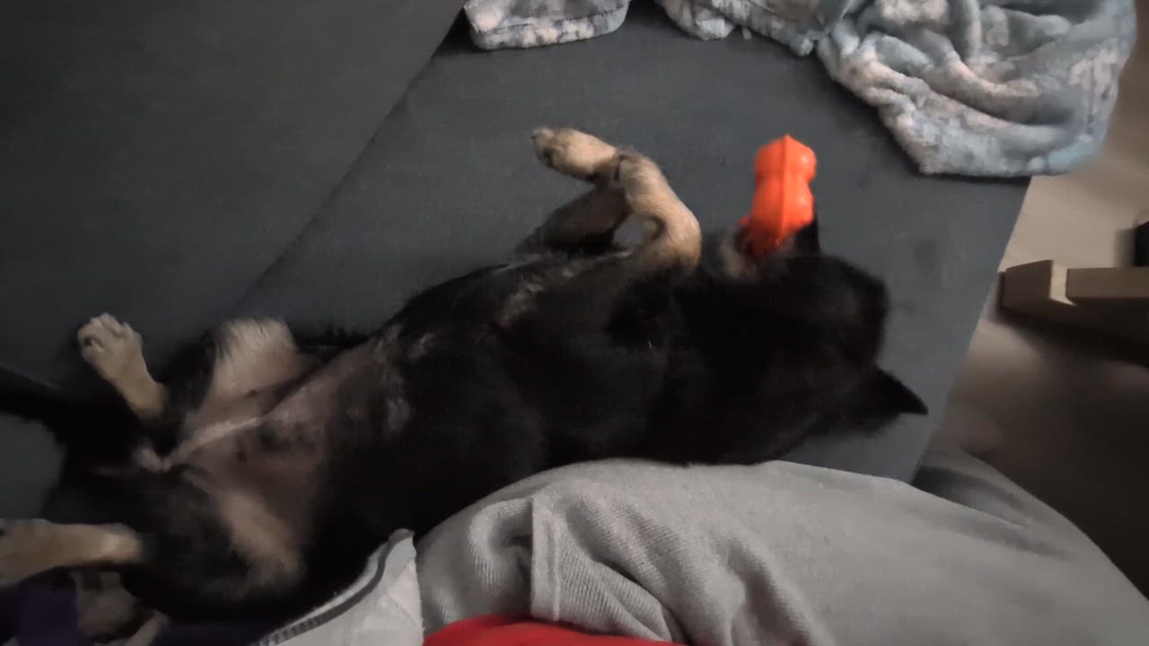 Enlarge Almond, a Adoptable mixed breed in New York, NY video 4/6