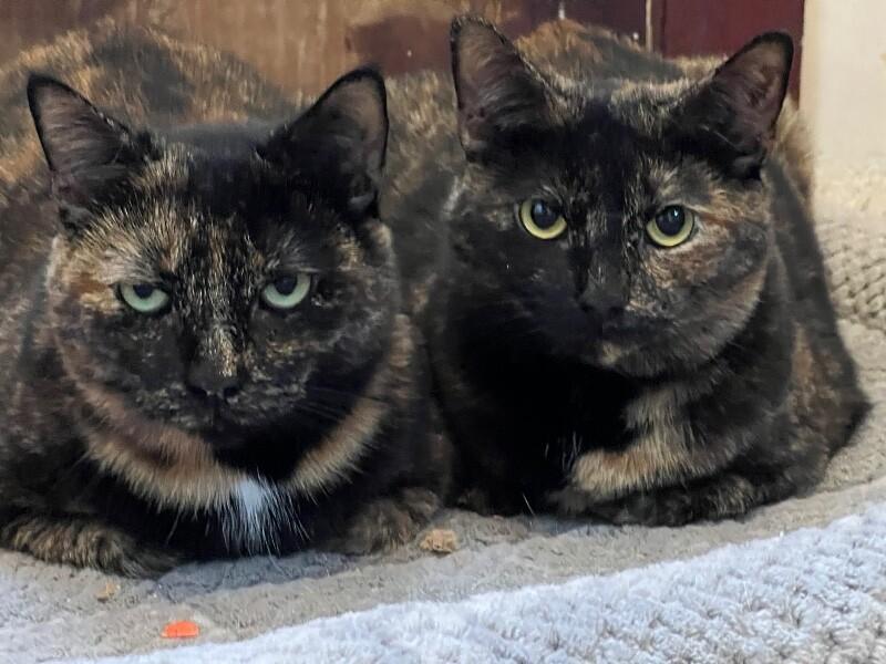 Enlarge Cinder, a Adoptable Tortoiseshell in Colmar, PA image 1/5