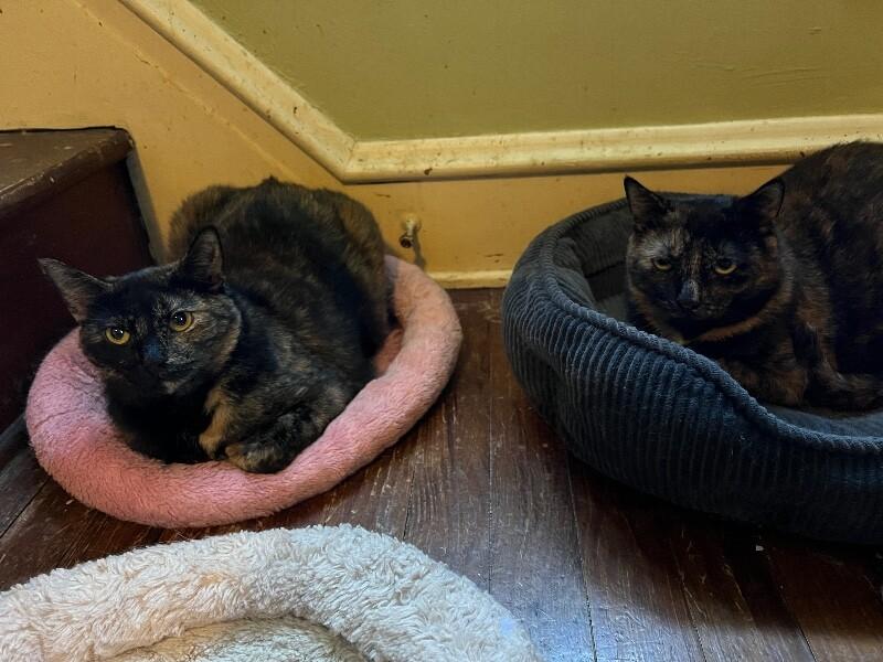 Enlarge Cinder, a Adoptable Tortoiseshell in Colmar, PA image 2/5