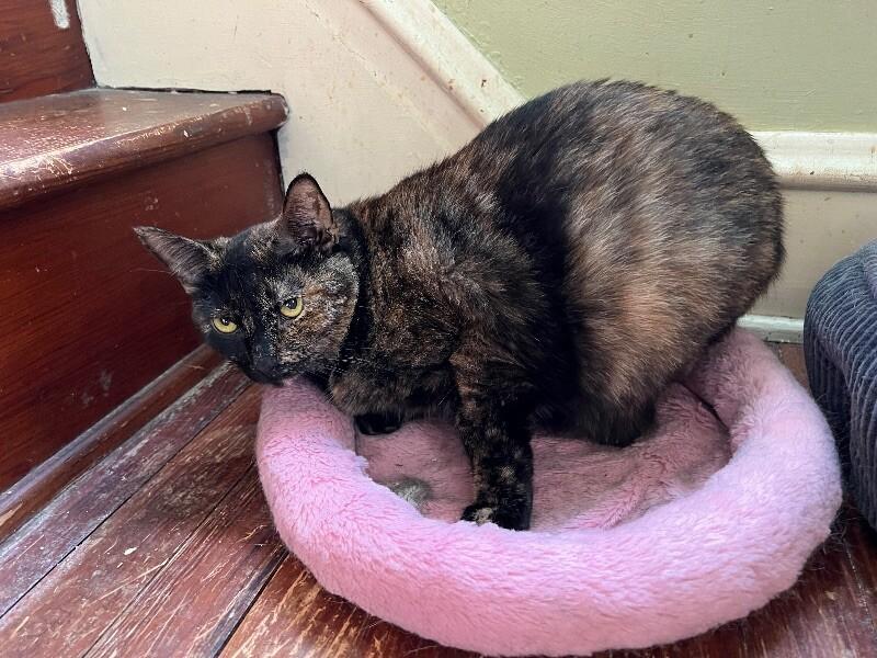 Cinder, Adoptable, Adult Female Tortoiseshell.