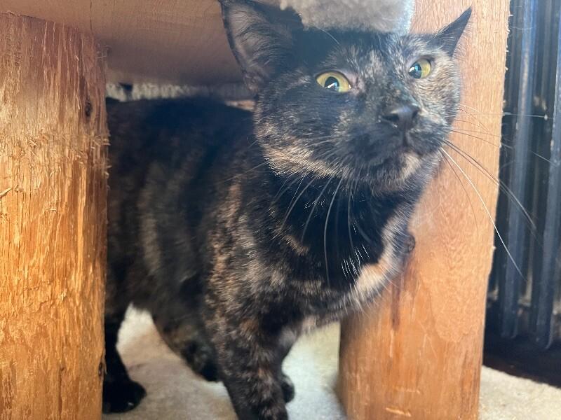 Cinder, a Adoptable Tortoiseshell in Colmar, PA image 2/3