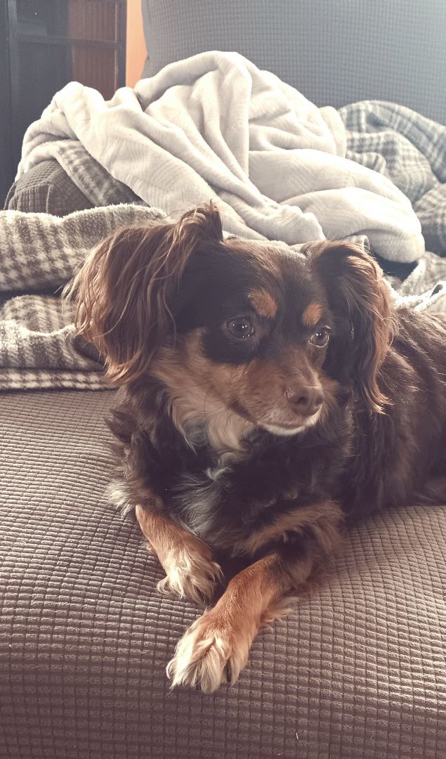 Nyla, Adopted, Adult Female Dachshund & Papillon.