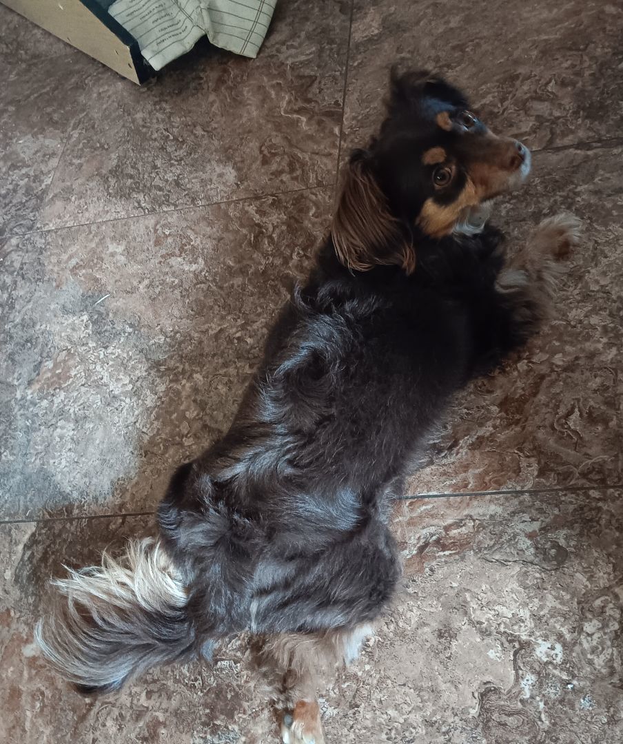 Nyla, Adopted, Adult Female Dachshund & Papillon.