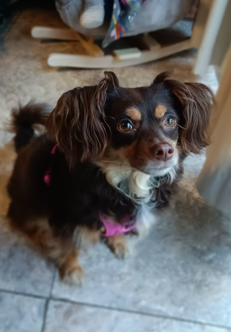 Enlarge Nyla, a Adopted mixed breed in Bucyrus, OH image 4/6