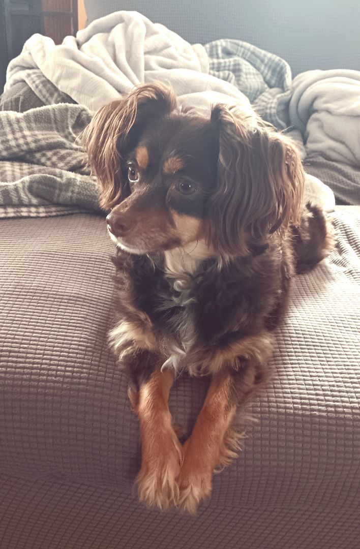 Enlarge Nyla, a Adopted mixed breed in Bucyrus, OH image 5/6