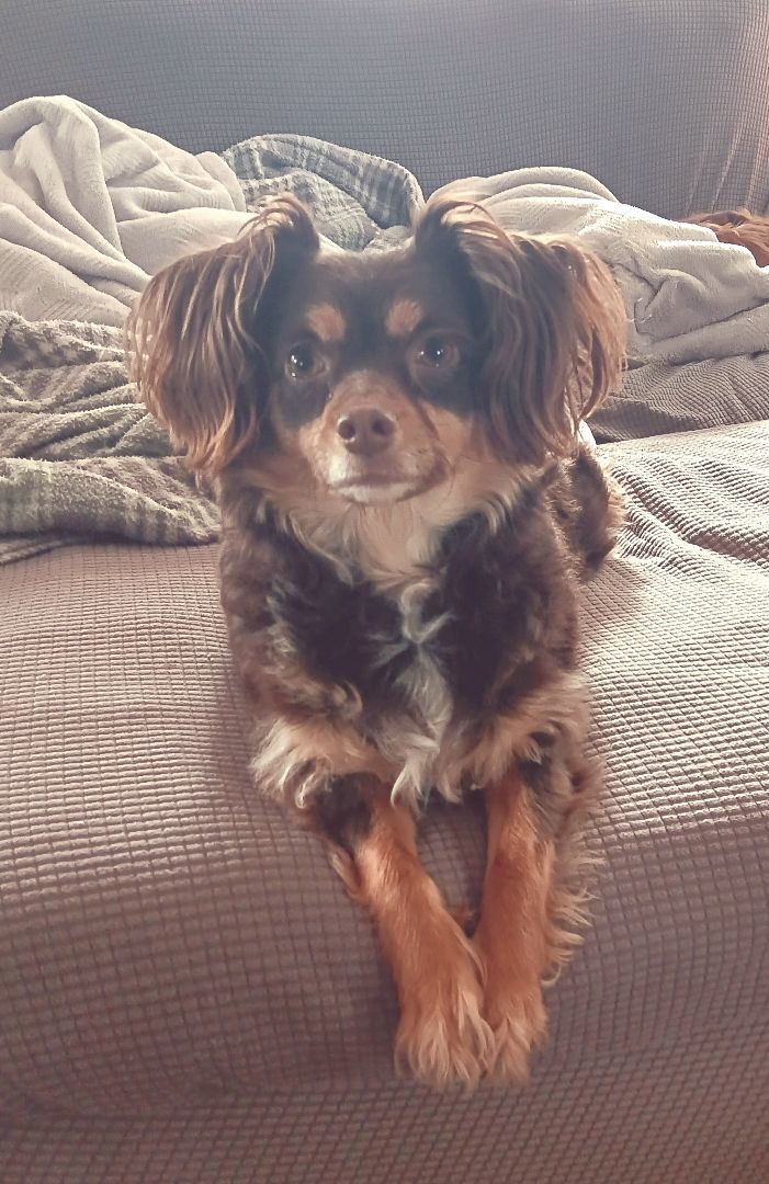 Enlarge Nyla, a Adopted mixed breed in Bucyrus, OH image 6/6