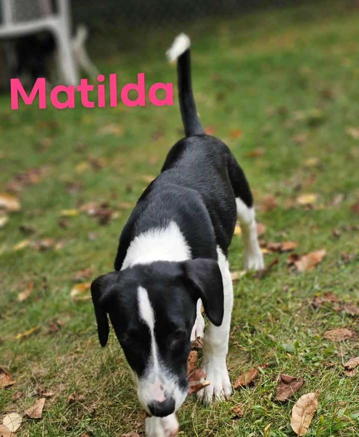 Enlarge Matilda, a Adoptable mixed breed in Hayward, WI image 1/1