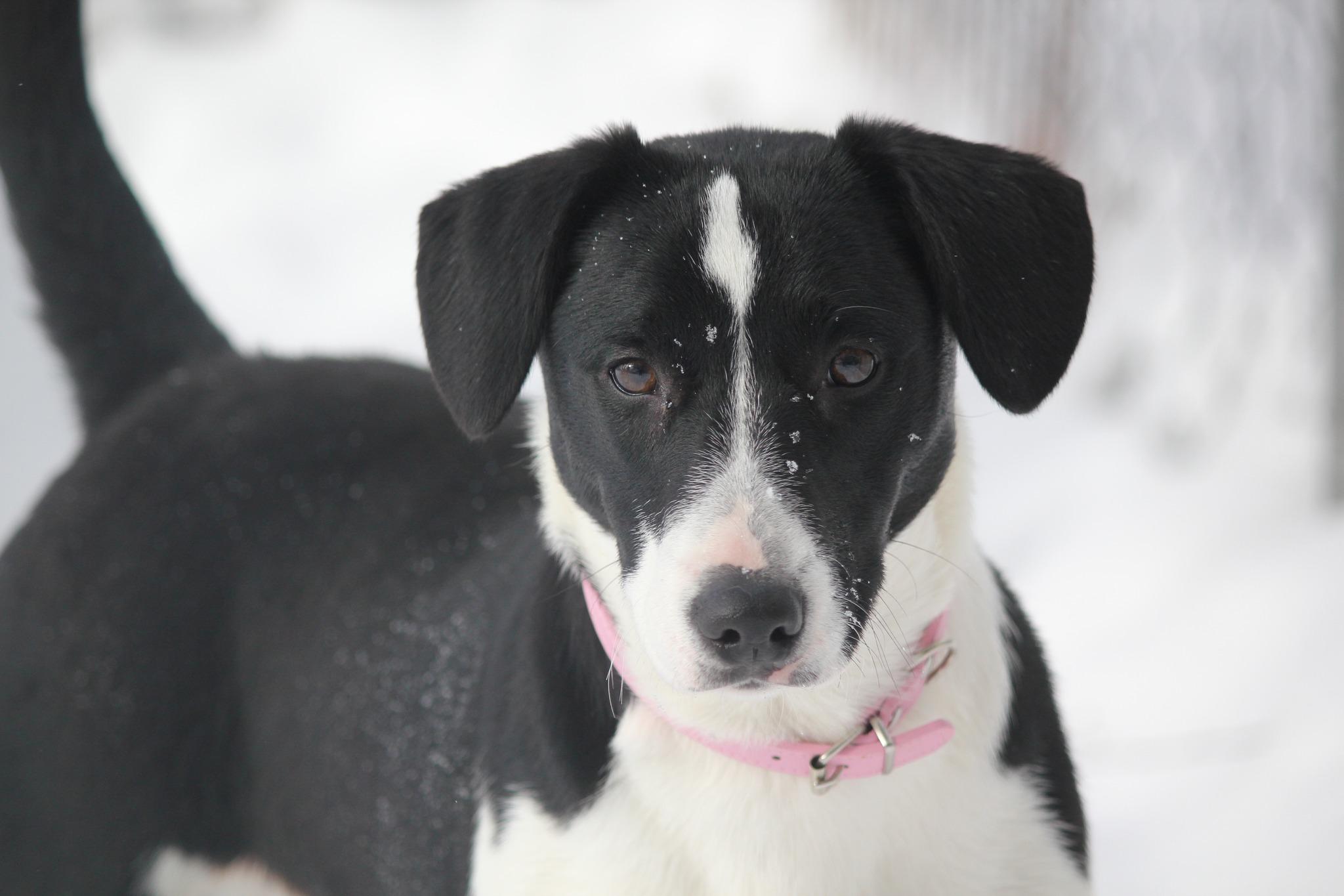 Enlarge Matilda, a Adoptable mixed breed in Hayward, WI image 1/2