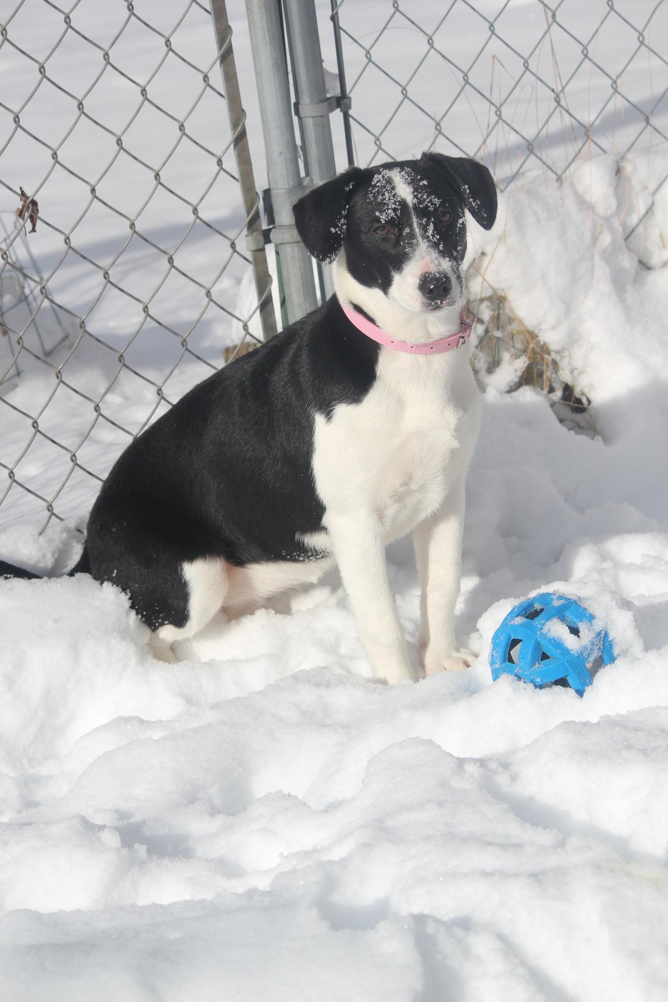 Enlarge Matilda, a Adoptable mixed breed in Hayward, WI image 2/2