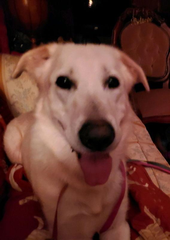 Enlarge Snow ("Snowman"), a Adopted mixed breed in Winston Salem, NC image 1/3