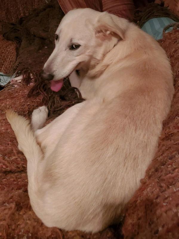 Enlarge Snow ("Snowman"), a Adopted mixed breed in Winston Salem, NC image 2/3