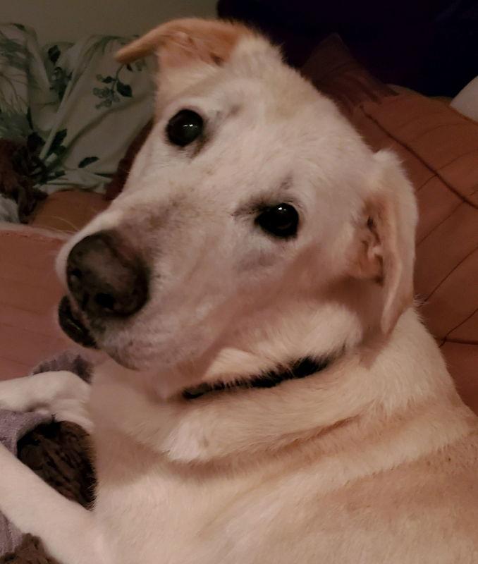 Enlarge Snow ("Snowman"), a Adopted mixed breed in Winston Salem, NC image 3/3