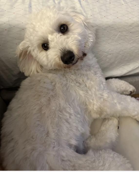 Mango, an adoptable Poodle, Labradoodle in Los Angeles, CA, 90064 | Photo Image 1