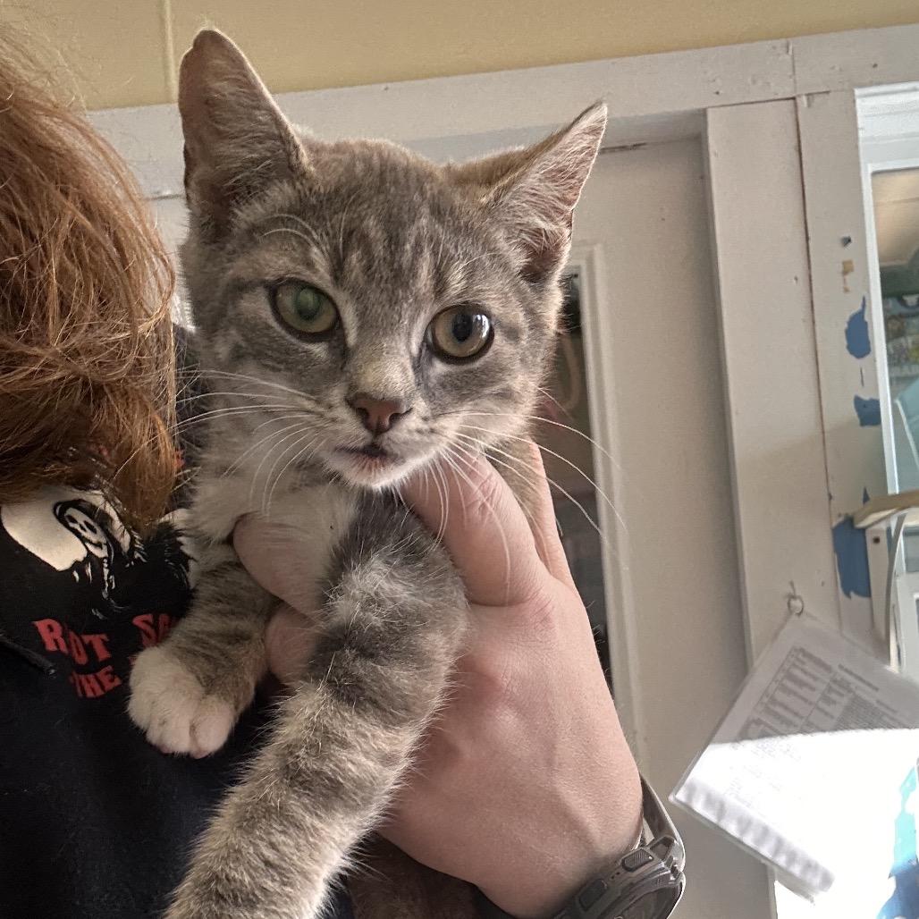 Socks, Adoptable, Kitten Female Domestic Short Hair.
