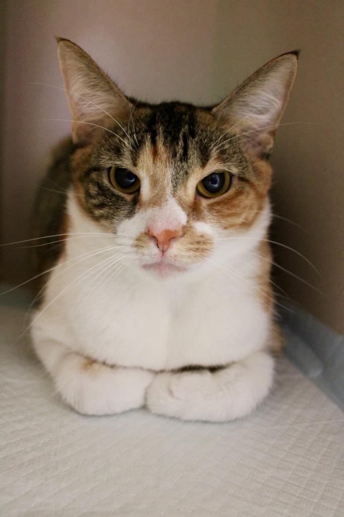 Peaches, Adoptable, Young Female Domestic Short Hair.