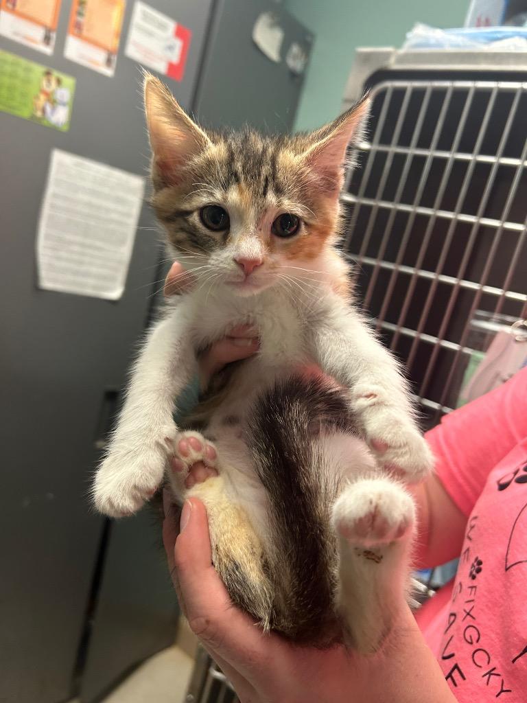 Enlarge Peaches, a Adoptable mixed breed in Morgantown, KY image 2/2
