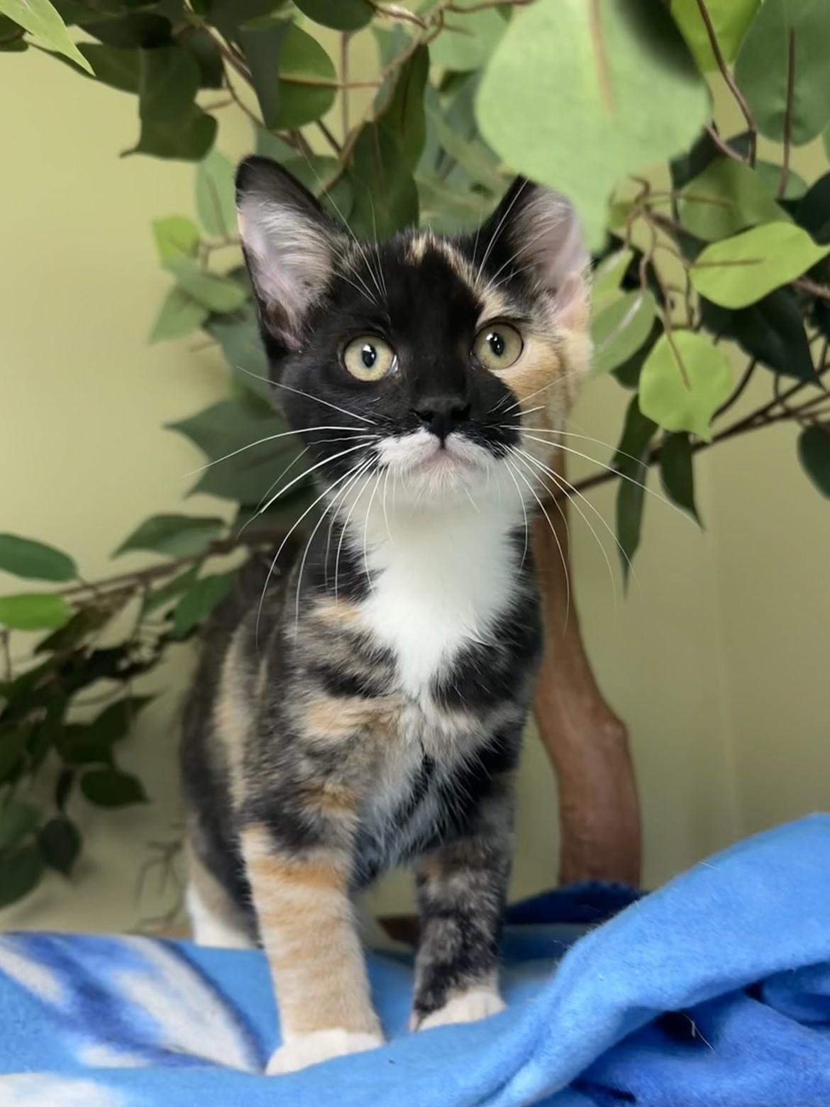 Nutmeg