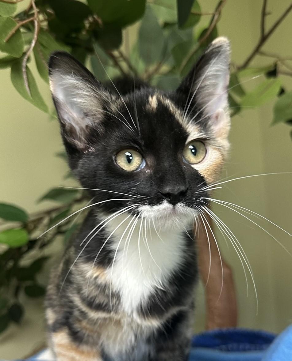 Nutmeg