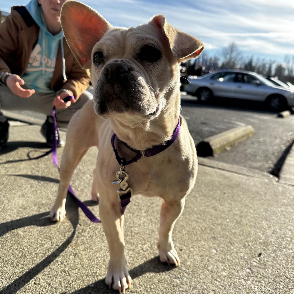 pig, Adoptable, Adult Female French Bulldog.