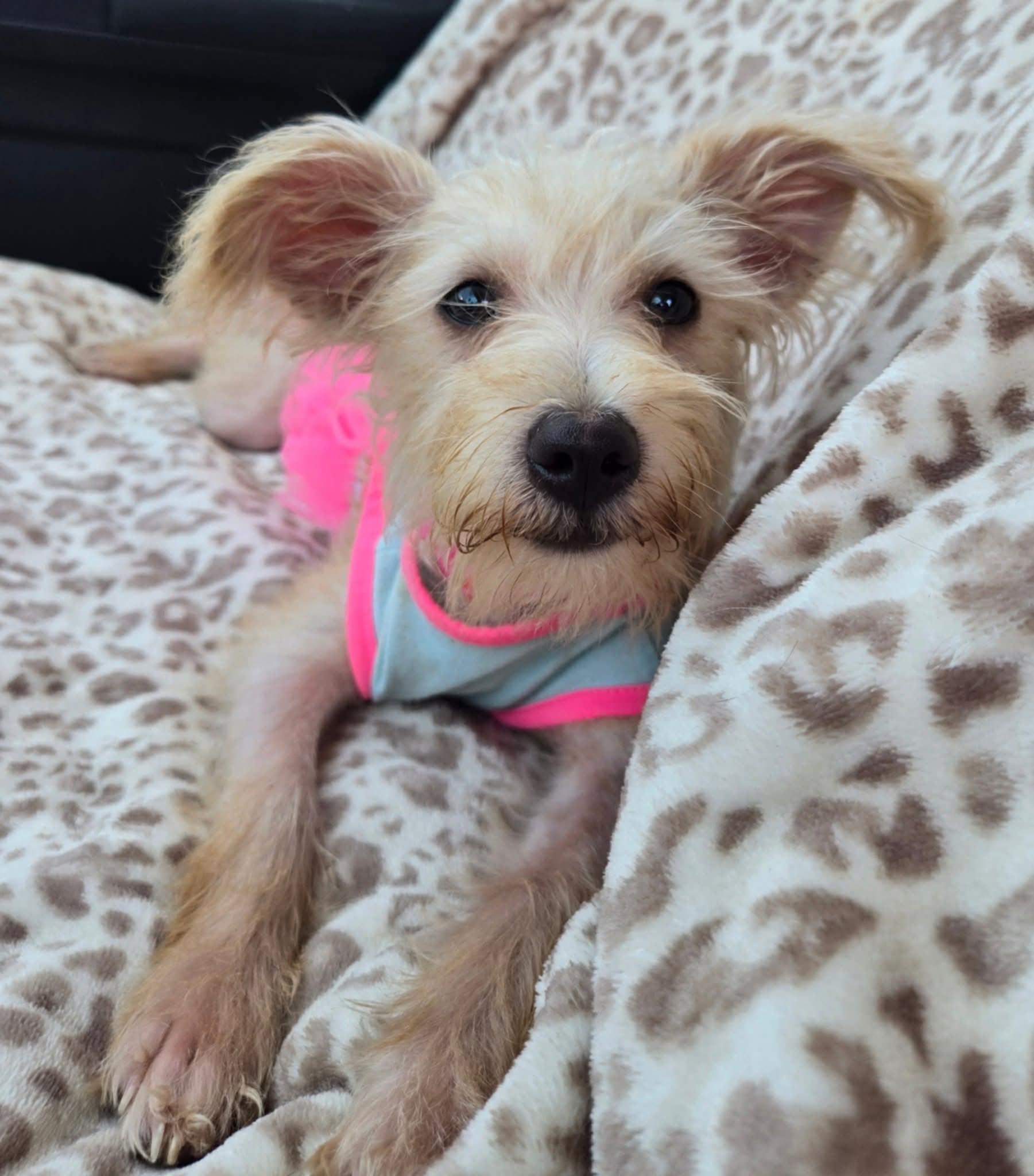 Enlarge Pearl, a Adopted mixed breed in Adkins, TX image 1/5