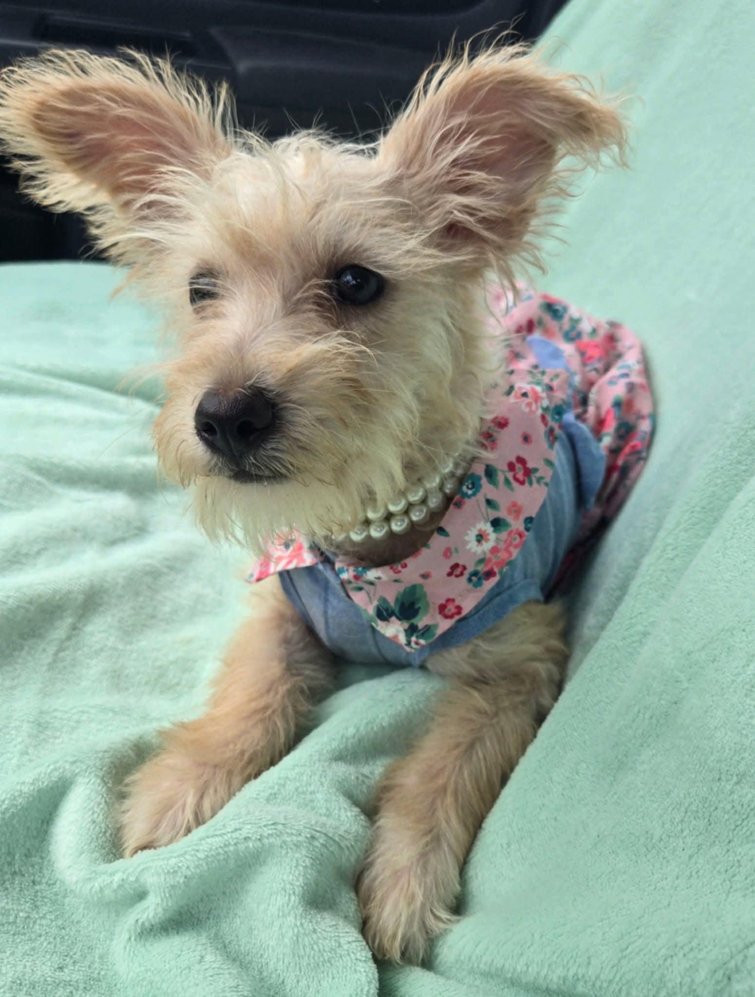 Enlarge Pearl, a Adopted mixed breed in Adkins, TX image 2/5