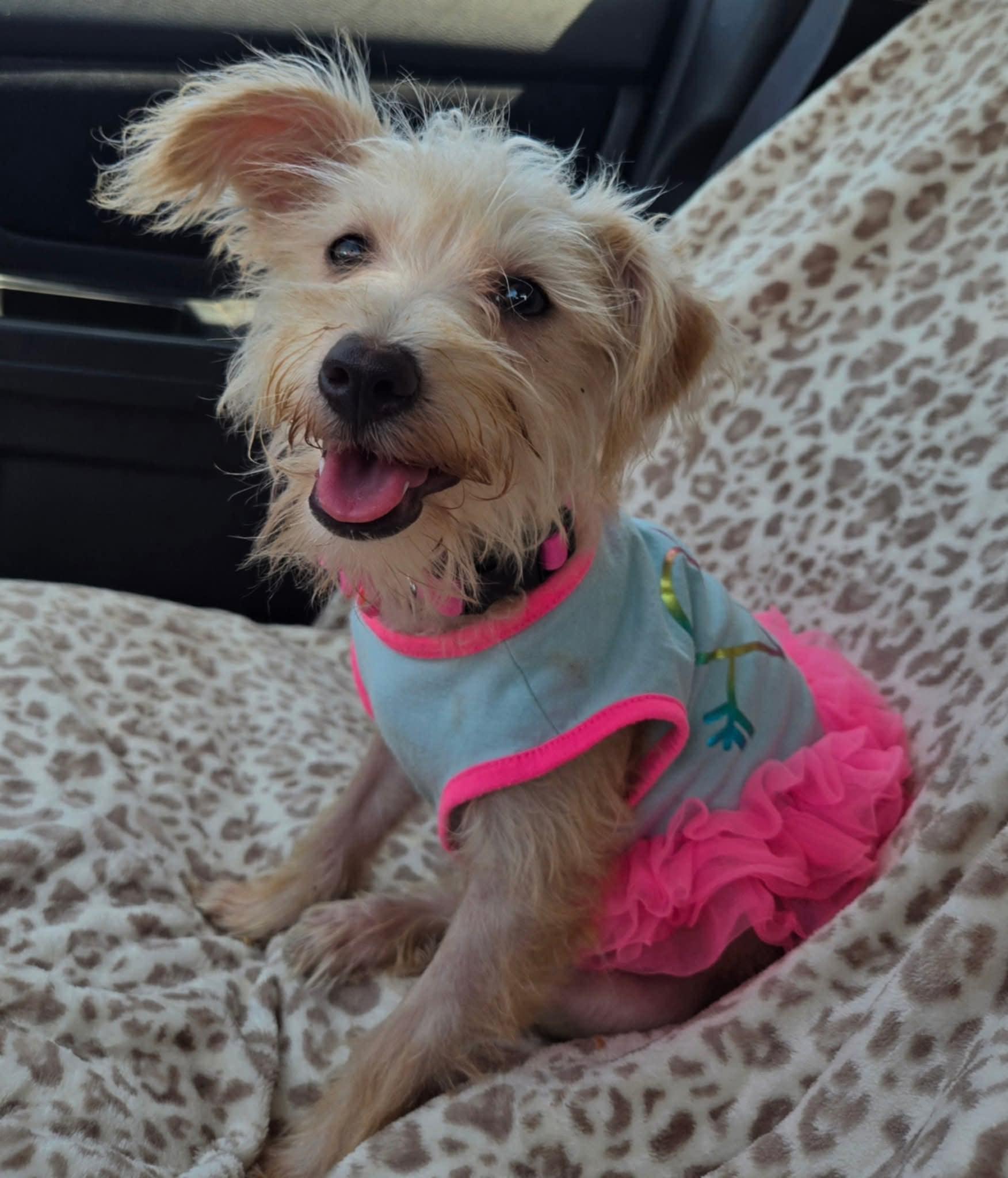 Enlarge Pearl, a Adopted mixed breed in Adkins, TX image 3/5