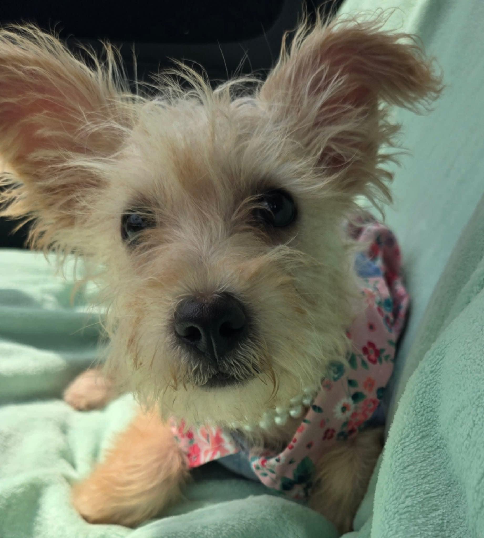 Enlarge Pearl, a Adopted mixed breed in Adkins, TX image 4/5