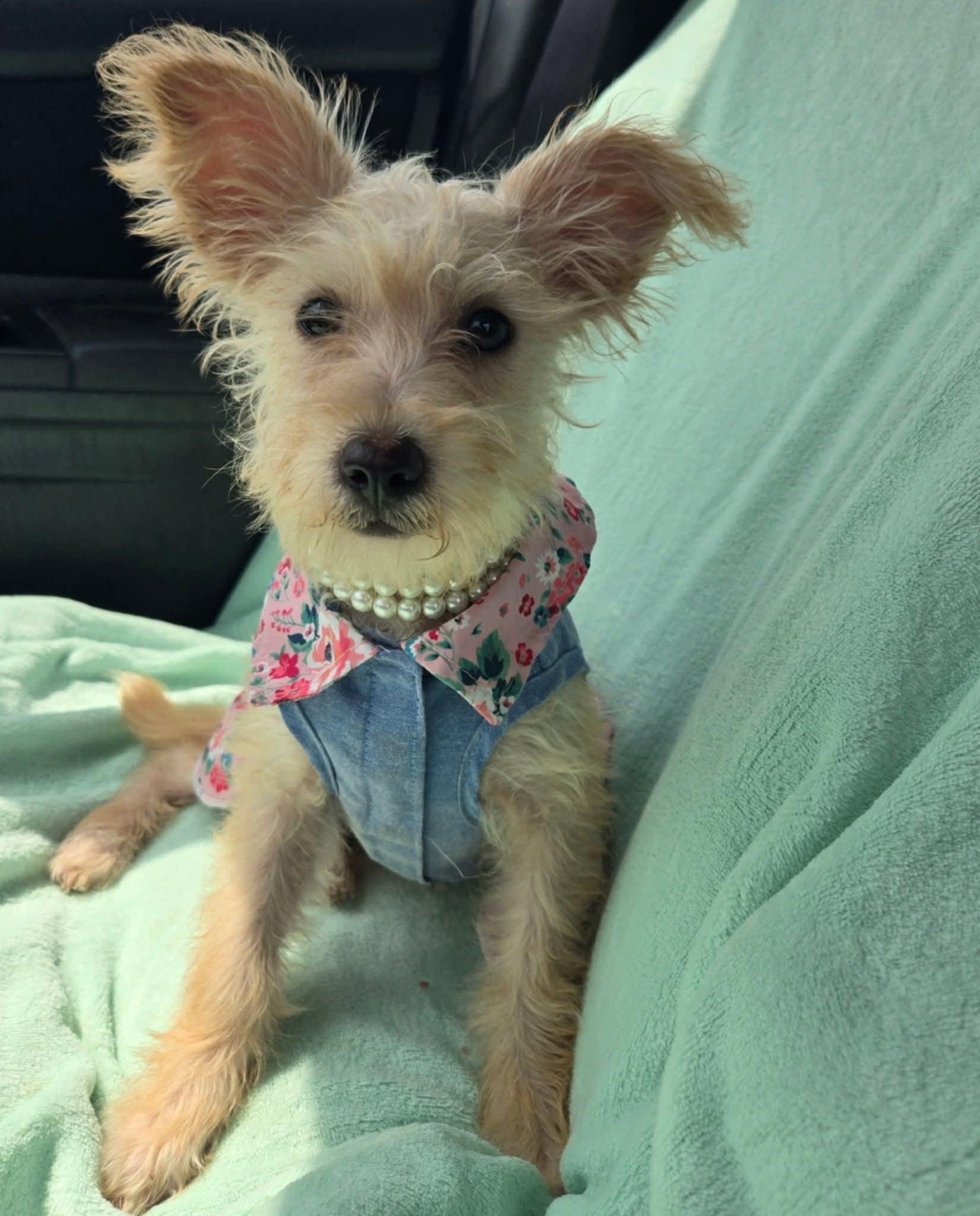 Enlarge Pearl, a Adopted mixed breed in Adkins, TX image 5/5