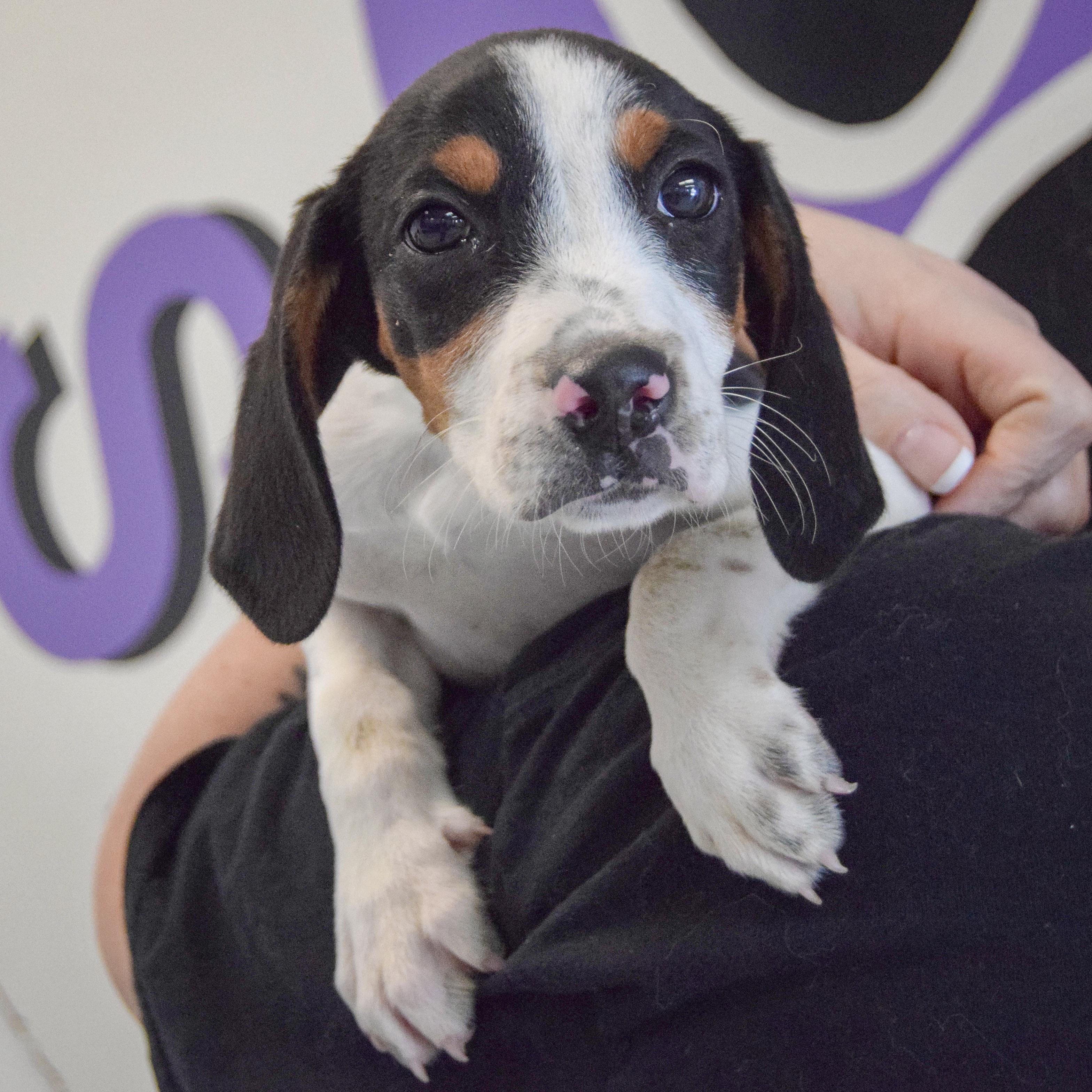 Winnie The Pooh thumbnail 2