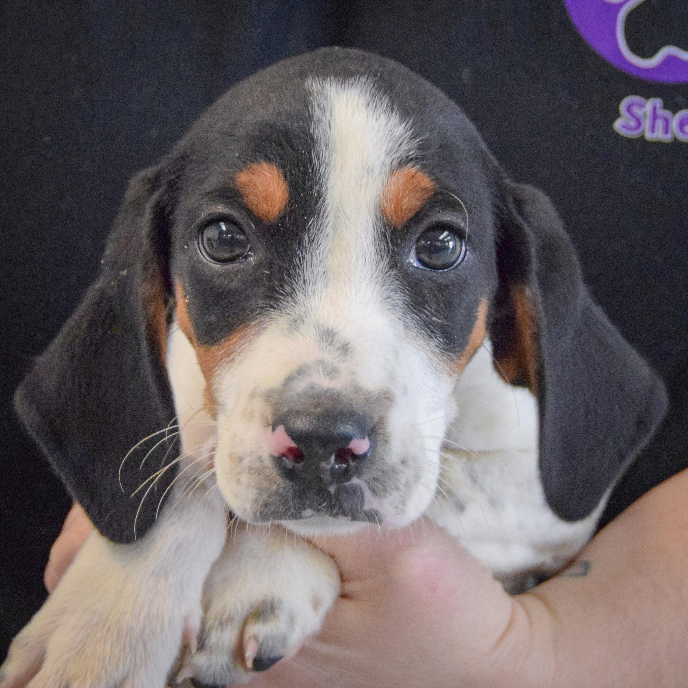 Winnie The Pooh thumbnail 3