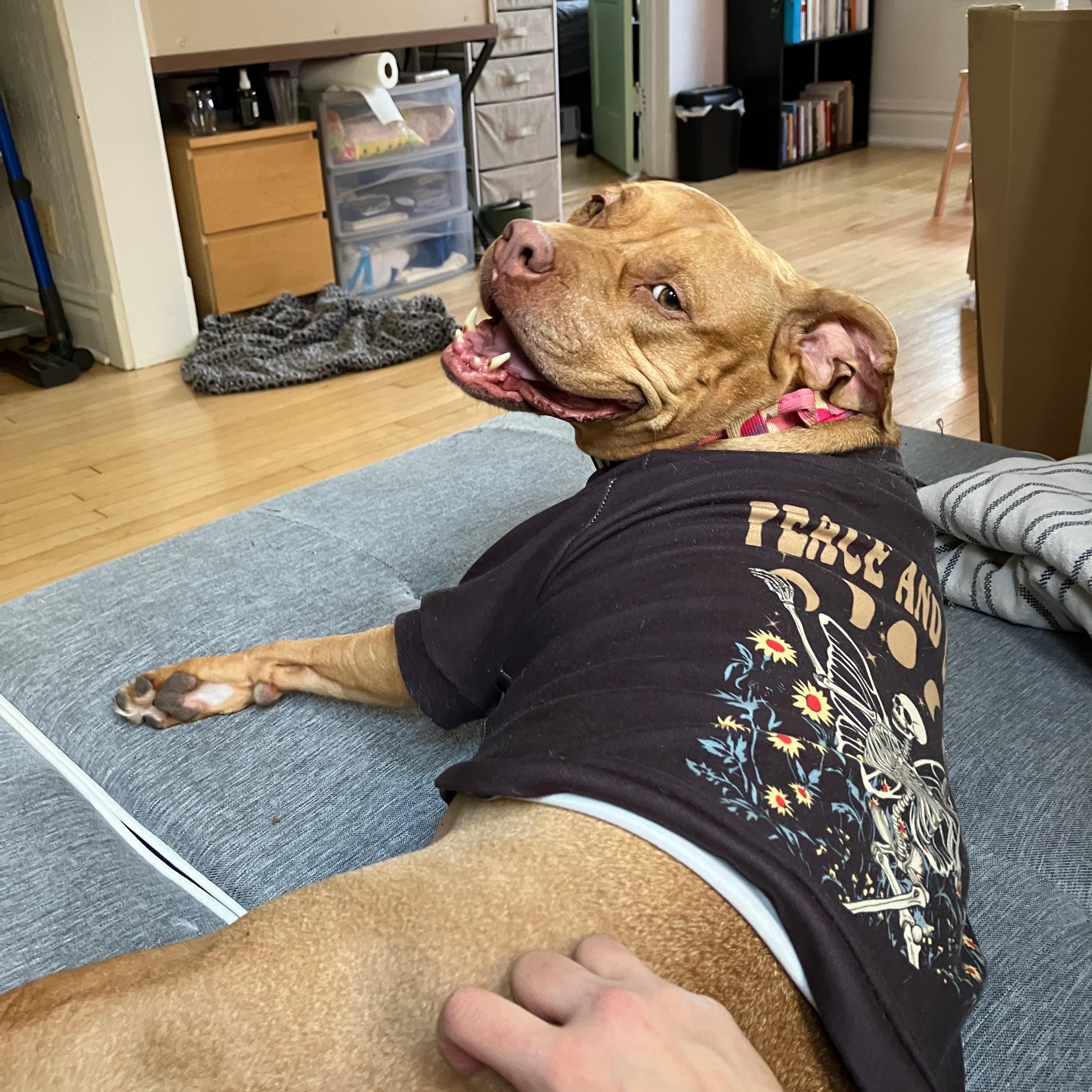 Teagan, a Adoptable Pit Bull Terrier in Chicago, IL image 4/6