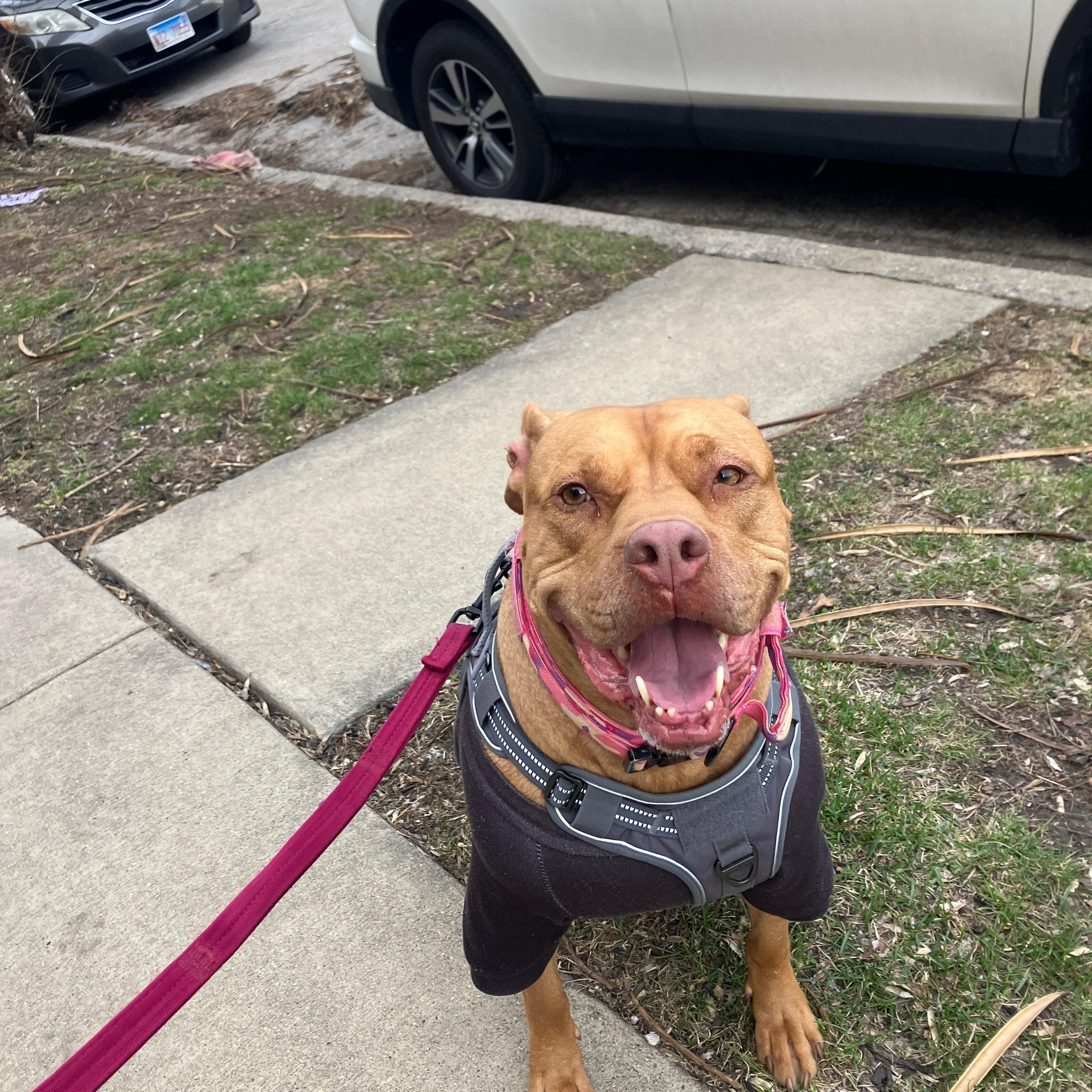 Teagan, a Adoptable Pit Bull Terrier in Chicago, IL image 6/6