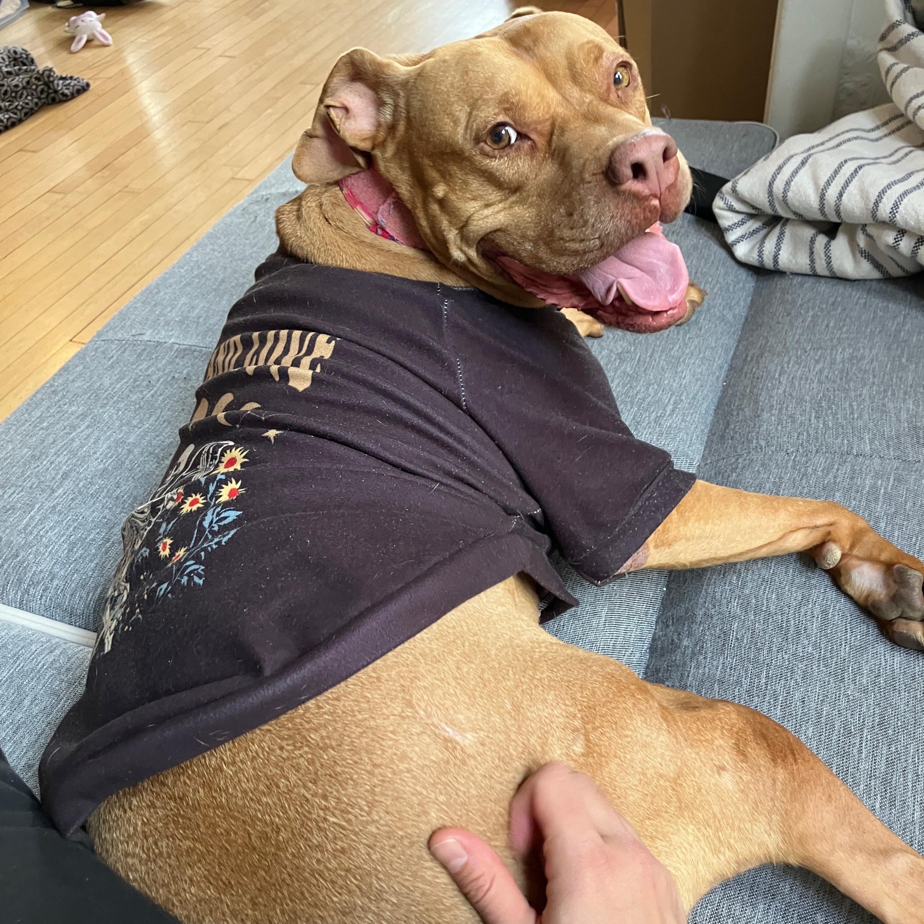 Teagan, a Adoptable Pit Bull Terrier in Chicago, IL image 2/6