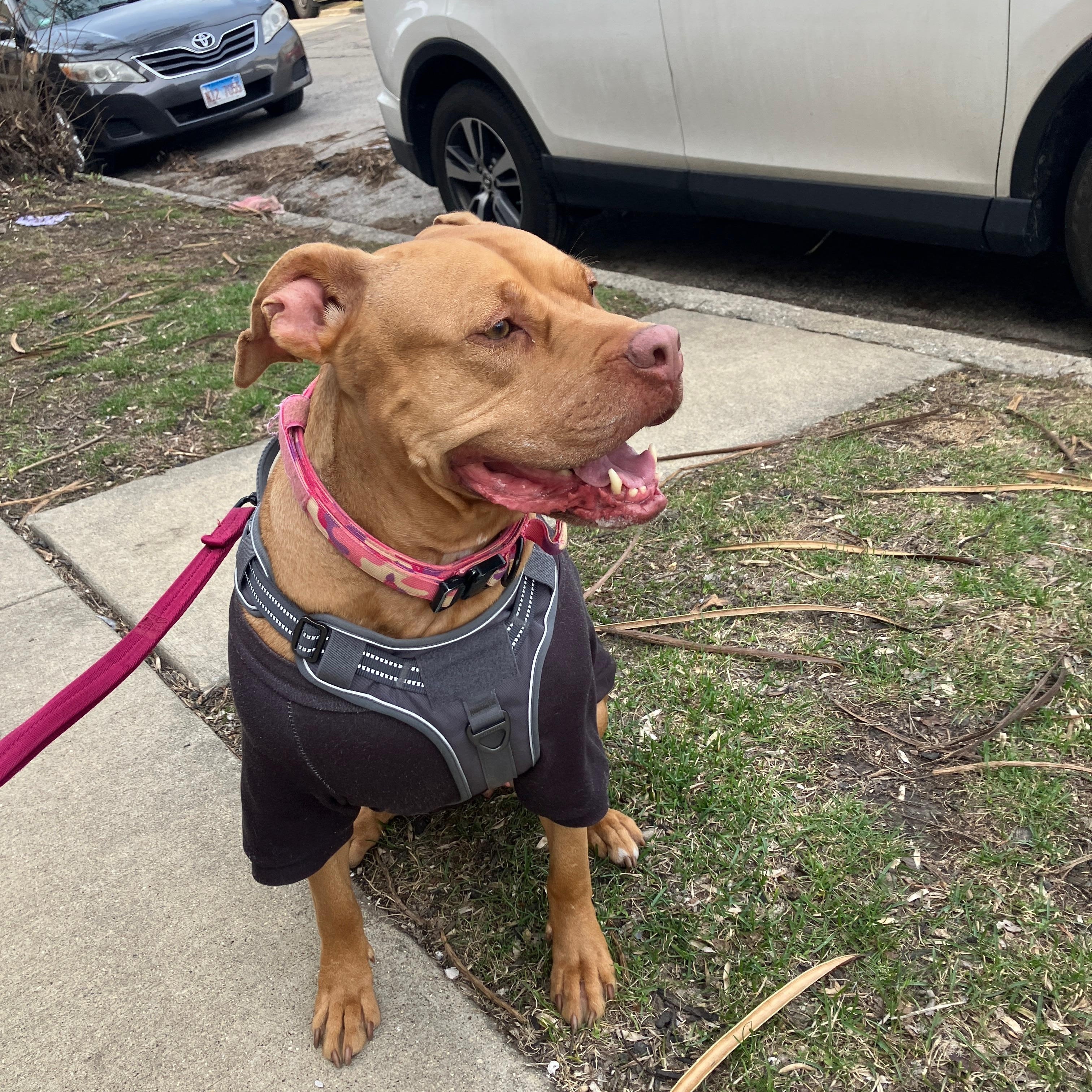 Teagan, a Adoptable Pit Bull Terrier in Chicago, IL image 3/6