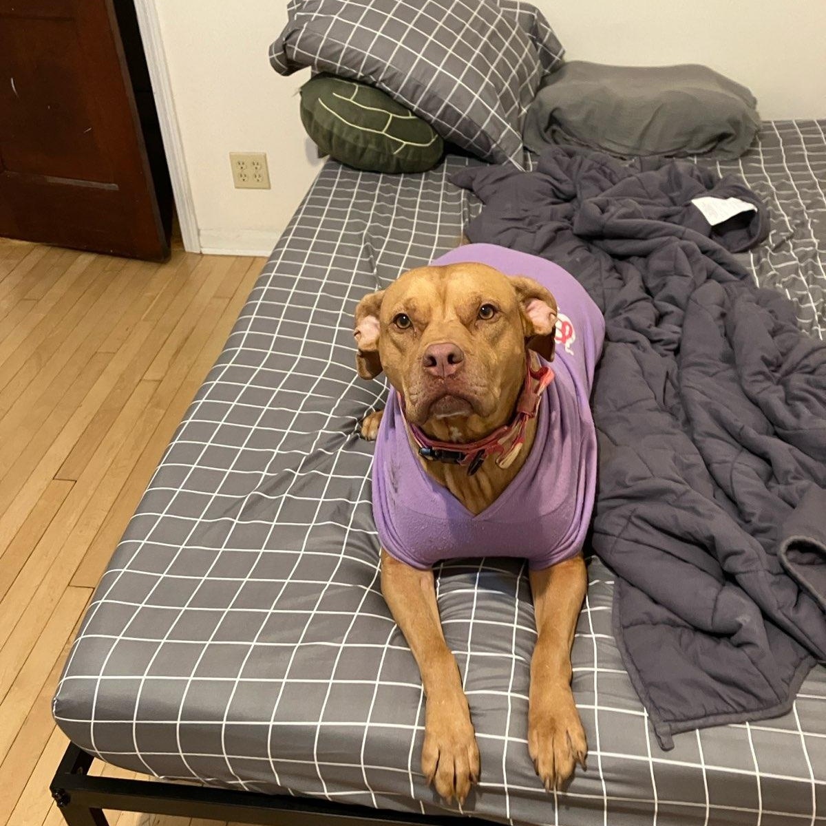 Teagan, a Adoptable Pit Bull Terrier in Chicago, IL image 5/6