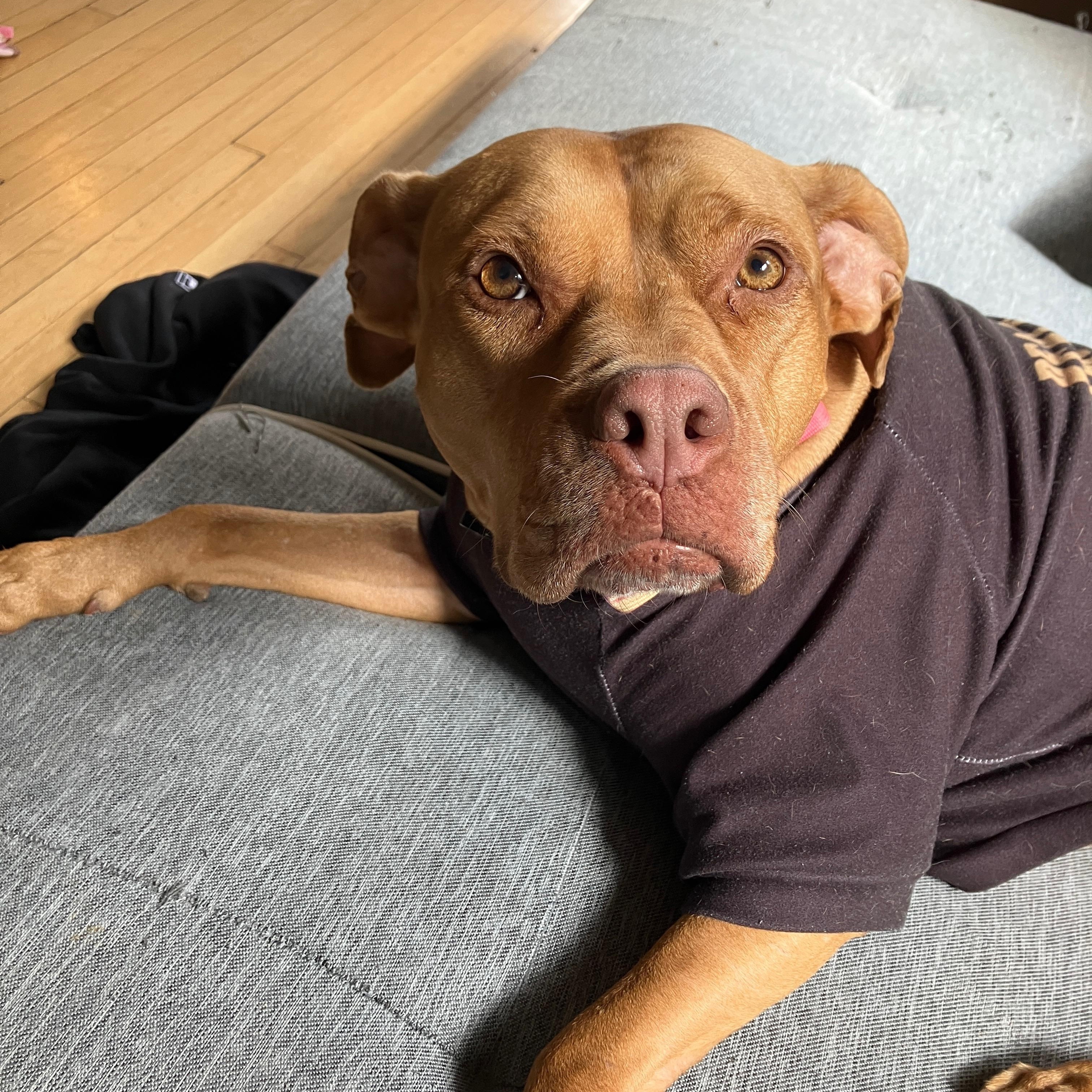 Teagan, a Adoptable Pit Bull Terrier in Chicago, IL image 1/6