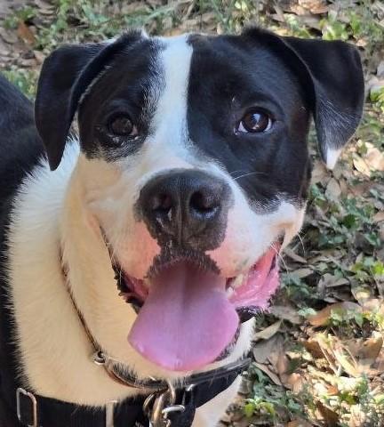 Enlarge MoonPie, a Adoptable mixed breed in Burnsville, MN image 1/6