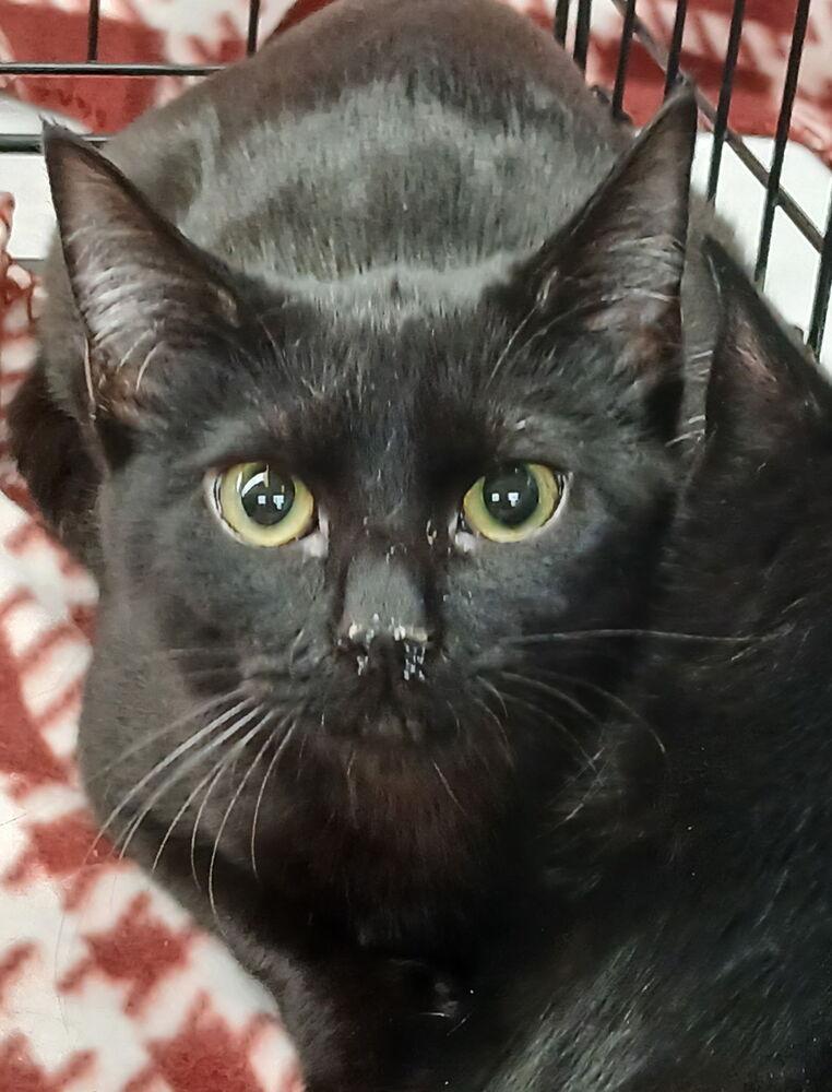 Midnight, Adoptable, Kitten Female Domestic Short Hair.