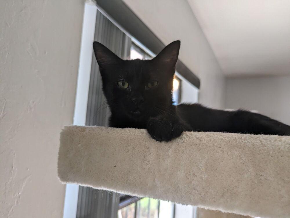 Enlarge Midnight, a Adoptable Domestic Short Hair in Albuquerque, NM image 2/6