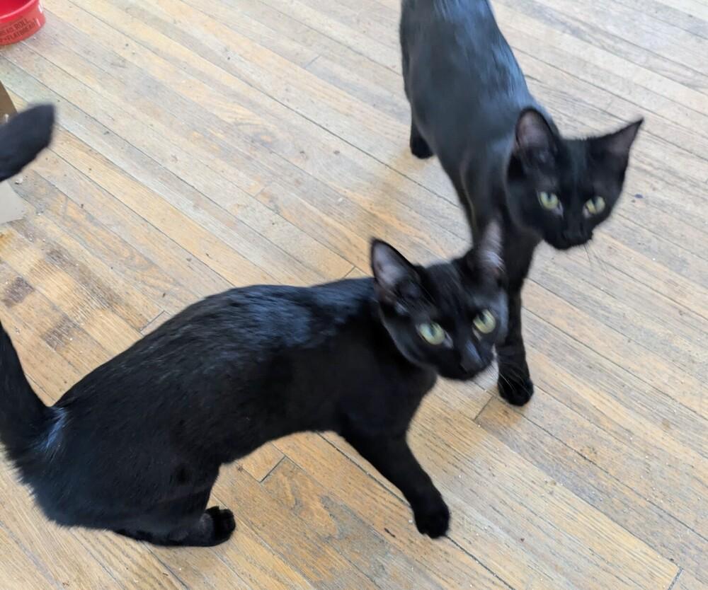 Enlarge Midnight, a Adoptable Domestic Short Hair in Albuquerque, NM image 3/6