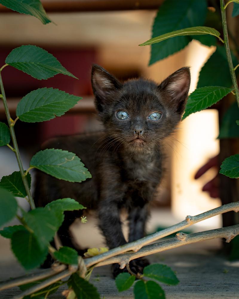 Enlarge Midnight, a Adoptable Domestic Short Hair in Albuquerque, NM image 4/6