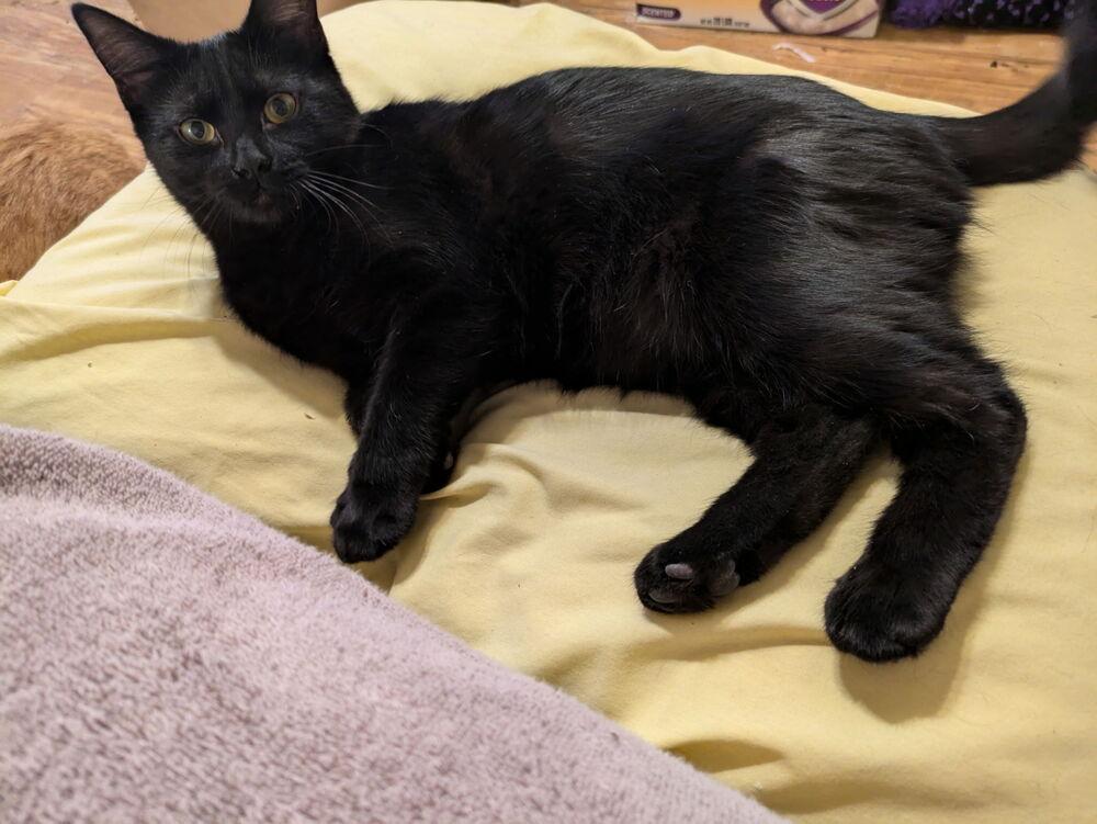 Enlarge Midnight, a Adoptable Domestic Short Hair in Albuquerque, NM image 5/6