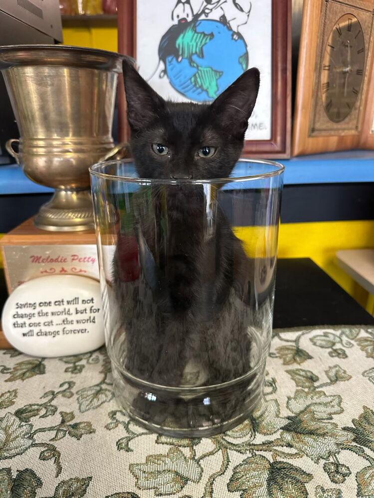 Enlarge Midnight, a Adoptable Domestic Short Hair in Albuquerque, NM image 6/6