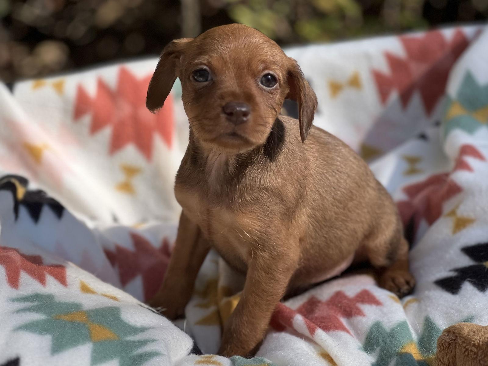Giblets, a Adopted mixed breed in Lakemont, GA image 1/3