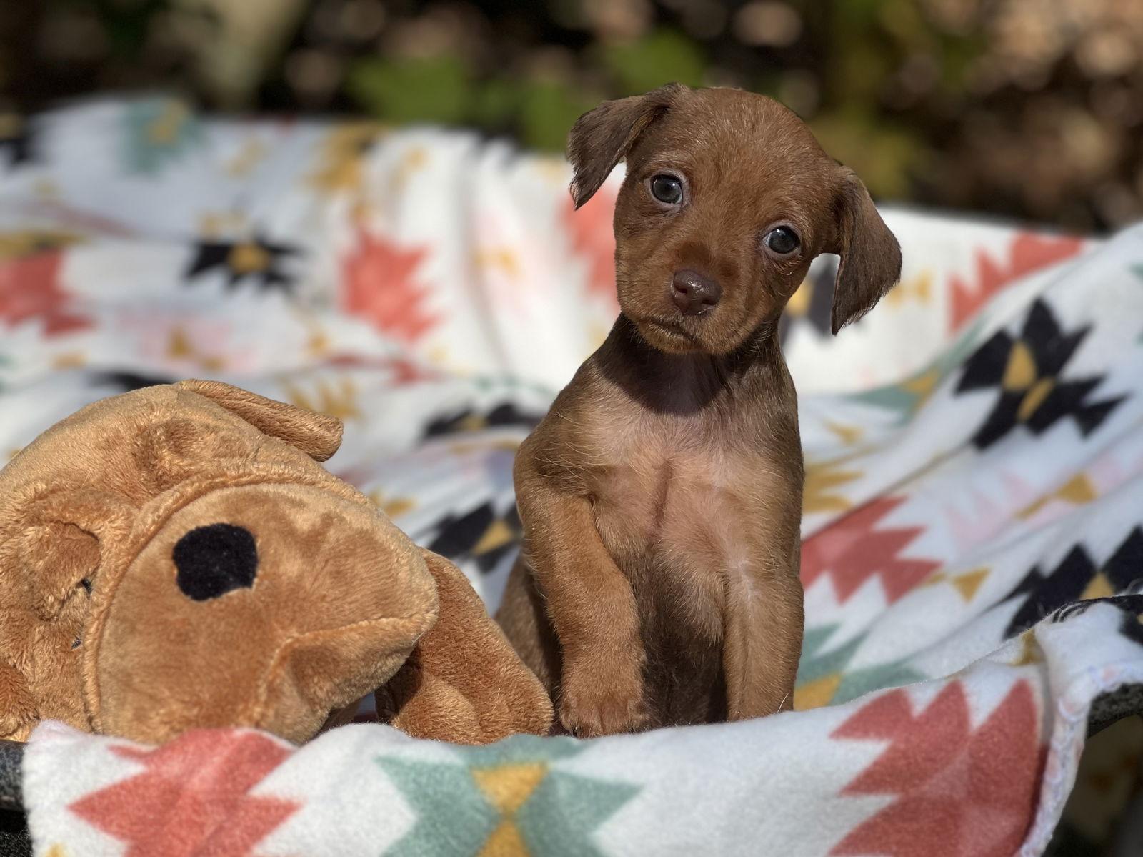 Giblets, a Adopted mixed breed in Lakemont, GA image 2/3
