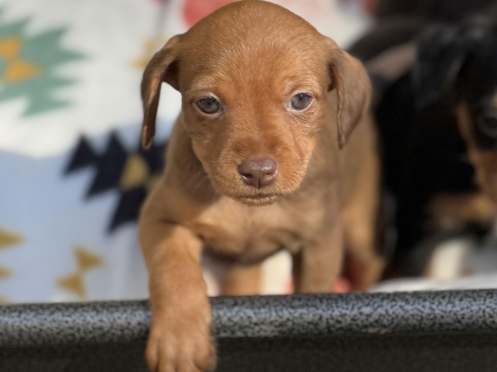 Giblets, a Adopted mixed breed in Lakemont, GA image 3/3