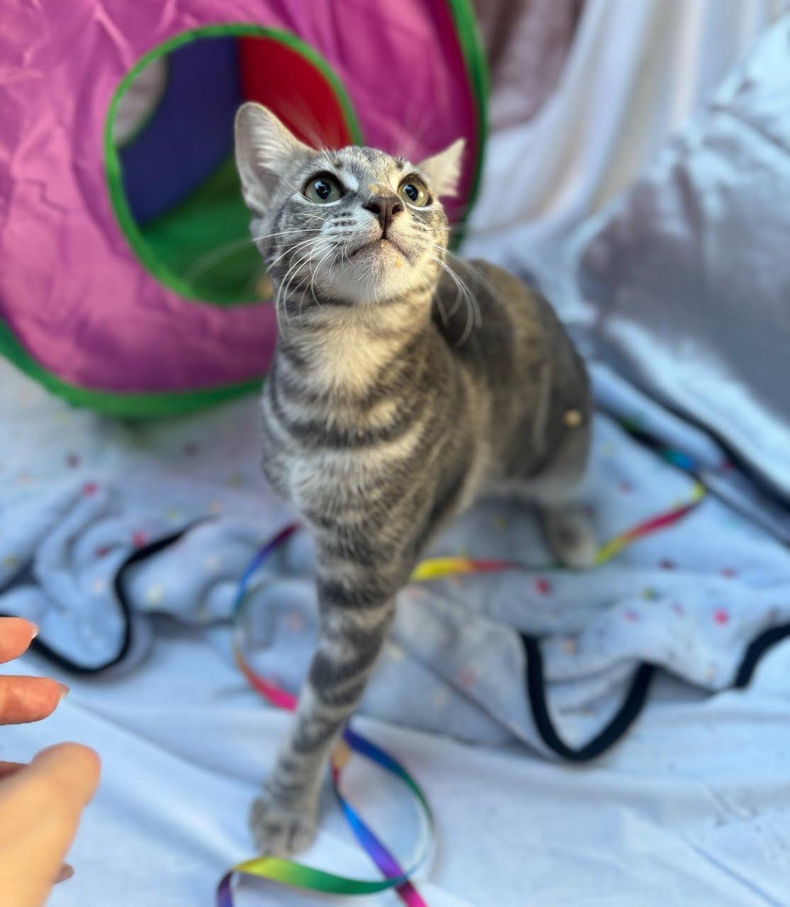 Enlarge Jennifer Juniper, a Adoptable Domestic Short Hair in Santa Monica, CA image 3/5